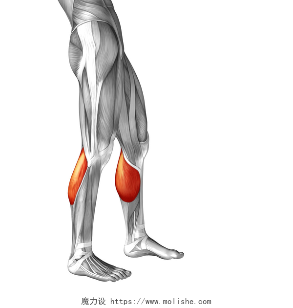 小腿肌肉3D展示图人类的下腿解剖
